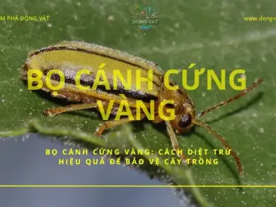 Bọ cánh cứng vàng: Cách diệt trừ hiệu quả để bảo vệ cây trồng