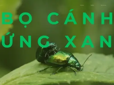 Bọ cánh cứng xanh: Đặc điểm, vai trò và cách nuôi hiệu quả