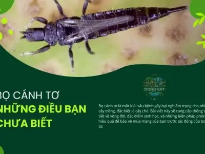 Bọ cánh tơ: Những điều bạn chưa biết về loài côn trùng này