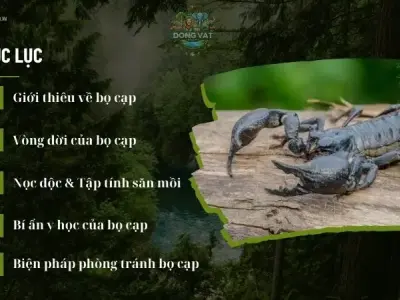 Tổng hợp những điều thú vị về đời sống và hành vi của bọ cạp 