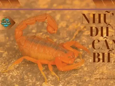 Bọ cạp đỏ: Những điều cần biết về loài động vật nguy hiểm này
