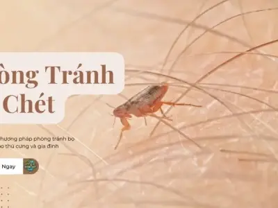 Top 5 phương pháp phòng tránh bọ chét cho thú cưng và gia đình