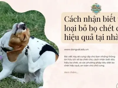 Cách nhận biết và loại bỏ bọ chét chó hiệu quả tại nhà