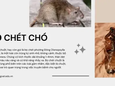 Xóa sổ bọ chét chuột: Bí quyết bảo vệ sức khỏe cho gia đình bạn