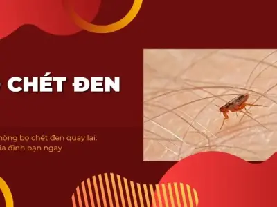 Cơn ác mộng bọ chét đen quay lại: Bảo vệ gia đình bạn ngay