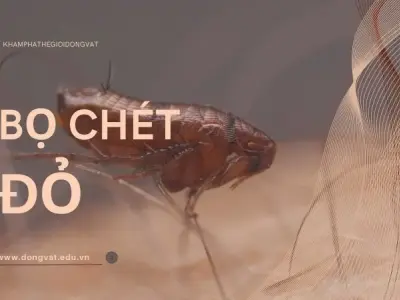 Bật mí cho bạn cách diệt bọ chét đỏ tận gốc chỉ trong 7 ngày