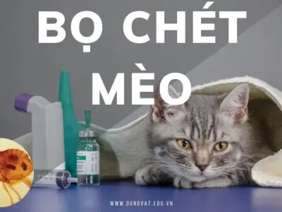 Bọ chét mèo: Tìm hiểu cách diệt trừ hiệu quả, bảo vệ thú cưng