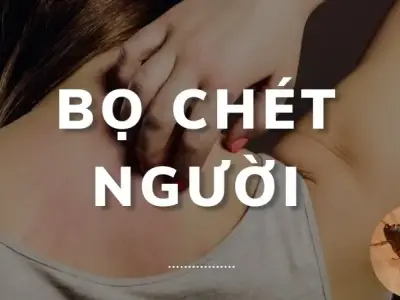 Hé lộ cách diệt bọ chét người nhanh chóng, hiệu quả, an toàn
