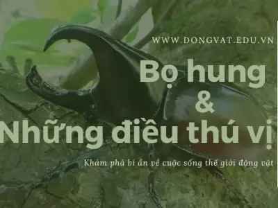 Bọ hung và những điều thú vị có thể bạn vẫn chưa hề biết 