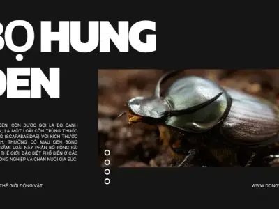 Bọ hung đen: Khám phá vai trò, tập tính và đặc điểm sinh học