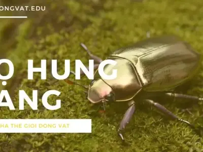 Tìm hiểu về bọ hung vàng: Loài côn trùng độc đáo của Đông Nam Á