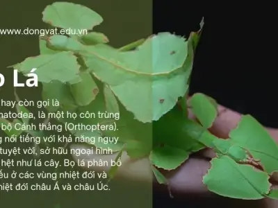 Khám phá bọ lá: Những bậc thầy ngụy trang trong tự nhiên