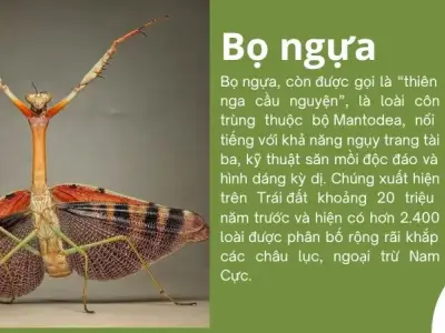 Tổng hợp những sự thật thú vị về bọ ngựa có thể bạn chưa biết