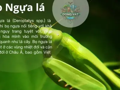 Bọ ngựa lá: Những điều thú vị về loài vật giống hệt chiếc lá