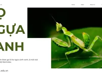 Top 10 điều kỳ diệu về bọ ngựa xanh có thể bạn chưa biết