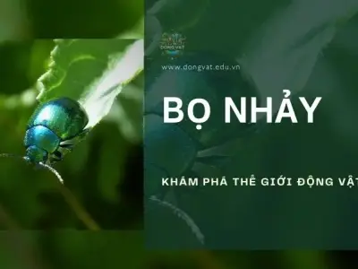 Bọ nhảy: Tổng quan về cấu tạo, phân tích và tập tính sống