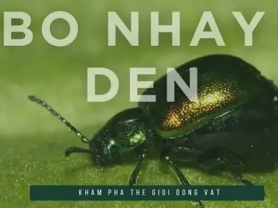 Top 5 sự thật thú vị về bọ nhảy đen mà bạn có thể chưa biết