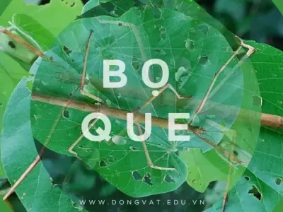 Tác hại của bọ que đối với môi trường và cách phòng ngừa hiệu quả