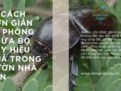 10 Cách đơn giản để phòng ngừa bọ rầy hiệu quả trong vườn nhà bạn
