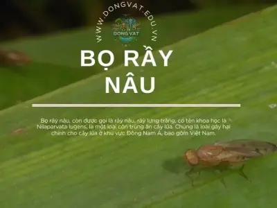 Bọ rầy nâu tấn công: 10 Biện pháp phòng ngừa bạn cần áp dụng ngay