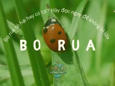 Bọ rùa có hại hay có lợi? Hãy đọc ngay để không bị lừa