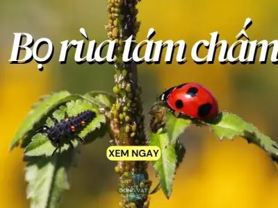 Bọ rùa tám chấm - Bạn thân của nhà vườn hay kẻ thù của caay trồng