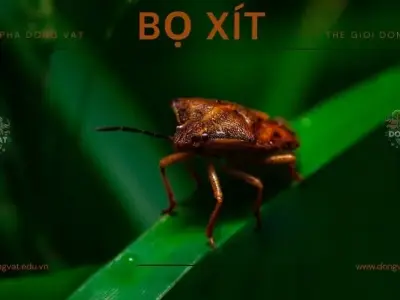 Bí quyết đánh bại bọ xít: Cách tiêu diệt và phòng ngừa hiệu quả