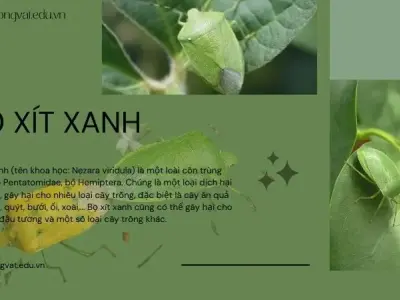 Top 10 biện pháp hiệu quả đánh bại bọ xít xanh trên mọi cây trồng