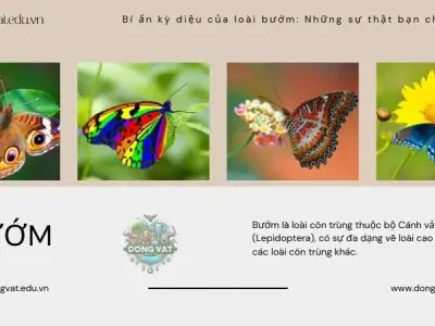 Bí ẩn kỳ diệu của loài bướm: Những sự thật bạn chưa biết