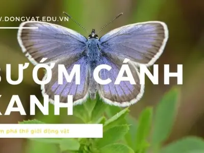Những sự thật bạn chưa biết về bướm cánh xanh: Hãy khám phá ngay