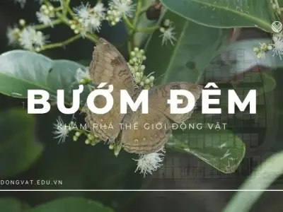 Bướm đêm: Khám phá ngay những bí mật độc đáo của loài bướm này