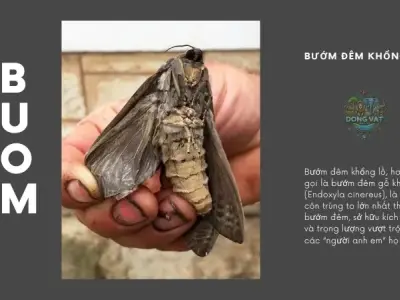 Bướm đêm khổng lồ: Tổng hợp những điều bạn chưa biết về chúng