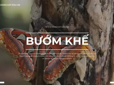 Bạn biết gì về bướm khế? Loài bướm ẩn chứa nhiều điều thú vị