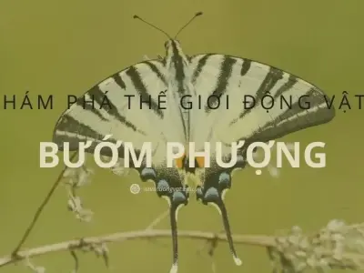 Bướm phượng - Khám phá bí ẩn về loài bướm huyền bí nhất