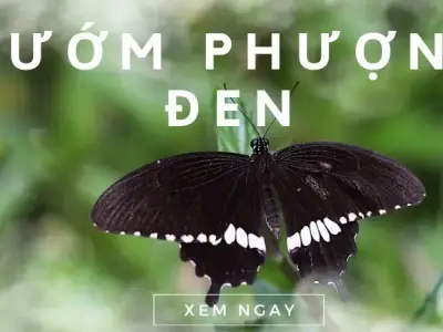 Bướm phượng đen - Sứ giả bí ẩn mang đến may mắn và thành công