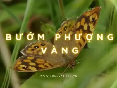 Bí ẩn vòng đời bướm phượng vàng - Nữ hoàng trong làng bướm