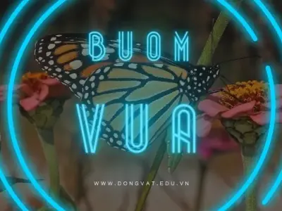 Bướm vua - Biểu tượng của hy vọng và hành trình vượt đại dương