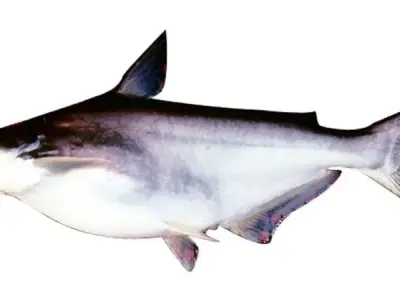 Cá basa - Nguồn thực phẩm bổ dưỡng và giá trị kinh tế cao
