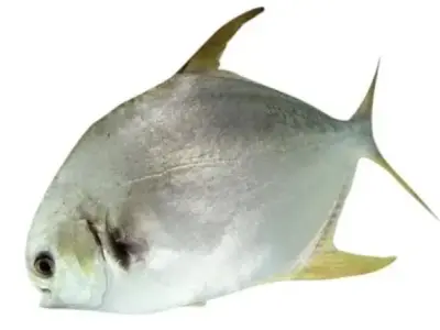 Cá chim - Đặc điểm, môi trường sống và lợi ích dinh dưỡng