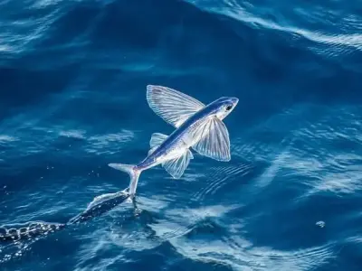 Cá chuồn - Loài cá có khả năng "bay" lượn trên mặt nước