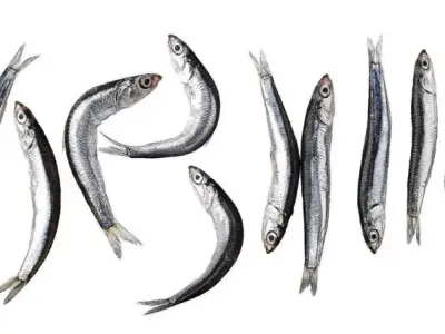 Cá cơm - Loài cá nhỏ bé mang lại lợi ích cực lớn