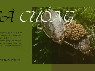Bí quyết nuôi và chế biến cà cuống giúp kiếm nửa tỉ mỗi năm