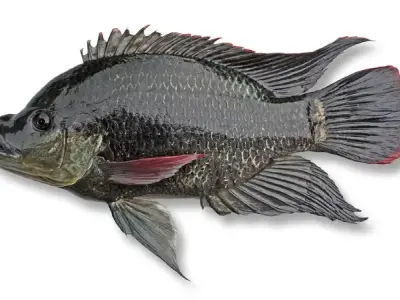Cá rô phi - Đặc điểm, sinh sản và giá trị kinh tế