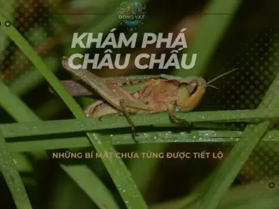 Khám phá châu chấu: Những bí mật chưa từng được tiết lộ