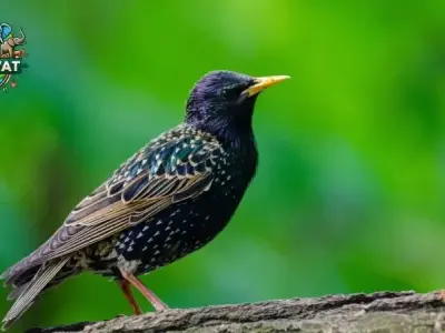 Tại sao chim Sáo lại được yêu thích nuôi làm thú cưng?