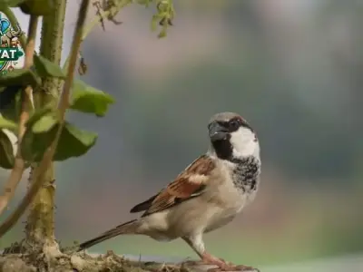 Tìm hiểu về loài chim Sẻ - Đặc điểm và tập tính sinh học