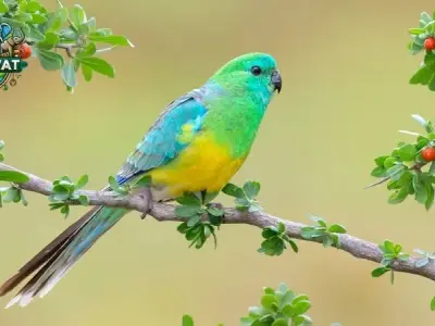 Tìm hiểu về Chim Vẹt - Thông tin cơ bản và hình ảnh đẹp