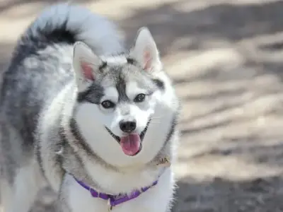 Chó Alaskan Klee Kai và những điều thú vị bạn chưa biết