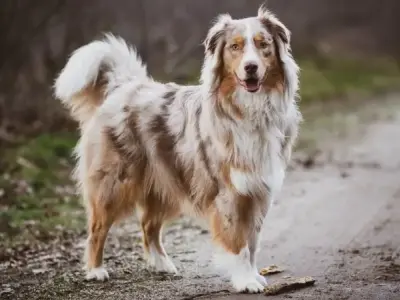 Đặc điểm của chó Australian Shepherd - Những điều bạn cần biết