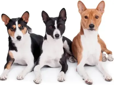 Chó Basenji -  Chú chó không sủa với tính cách tinh nghịch